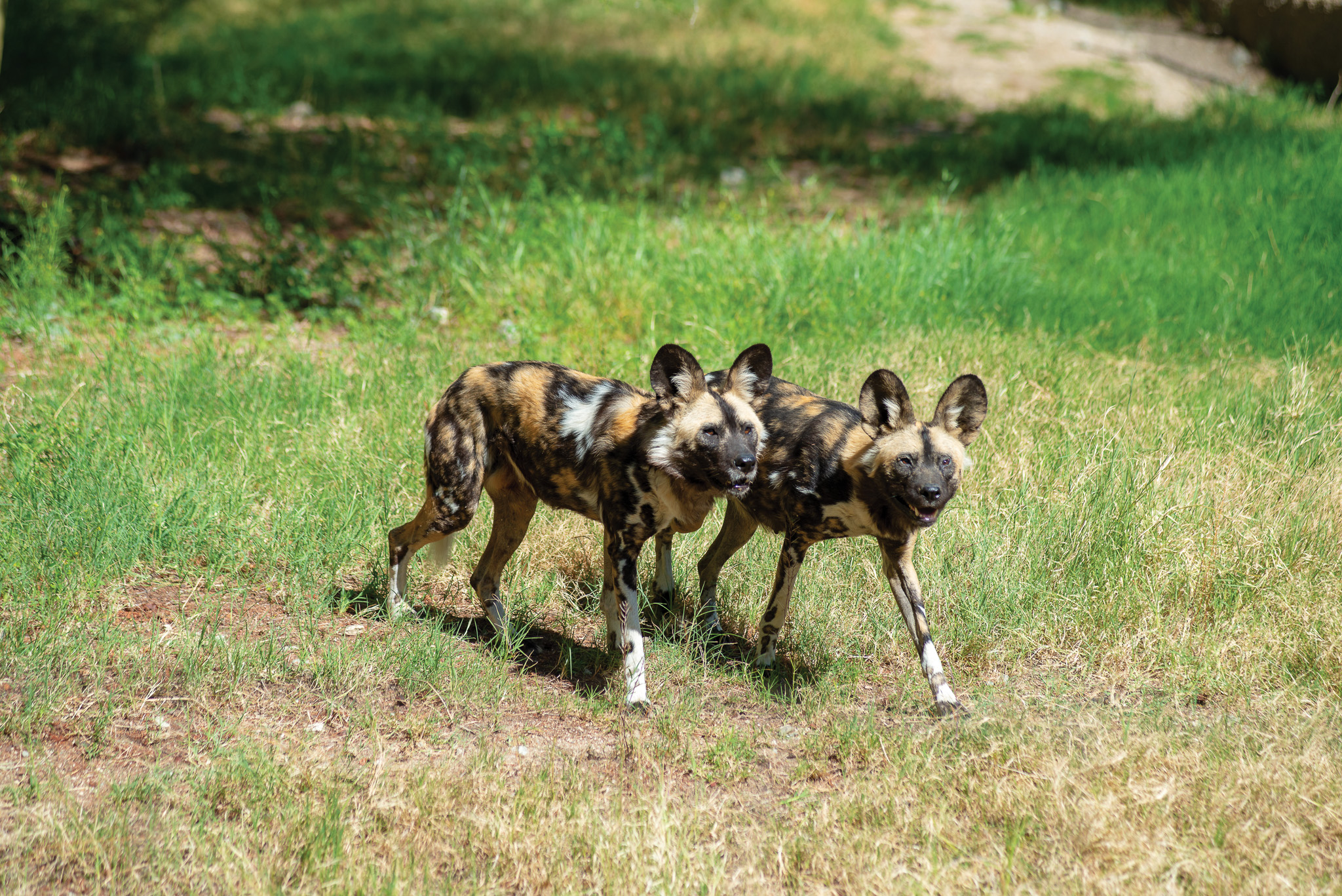 Celebrating World African Painted Dog Day