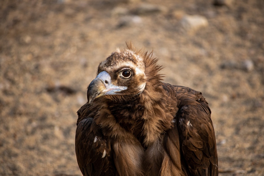 Vulture Conservation and The Living Desert