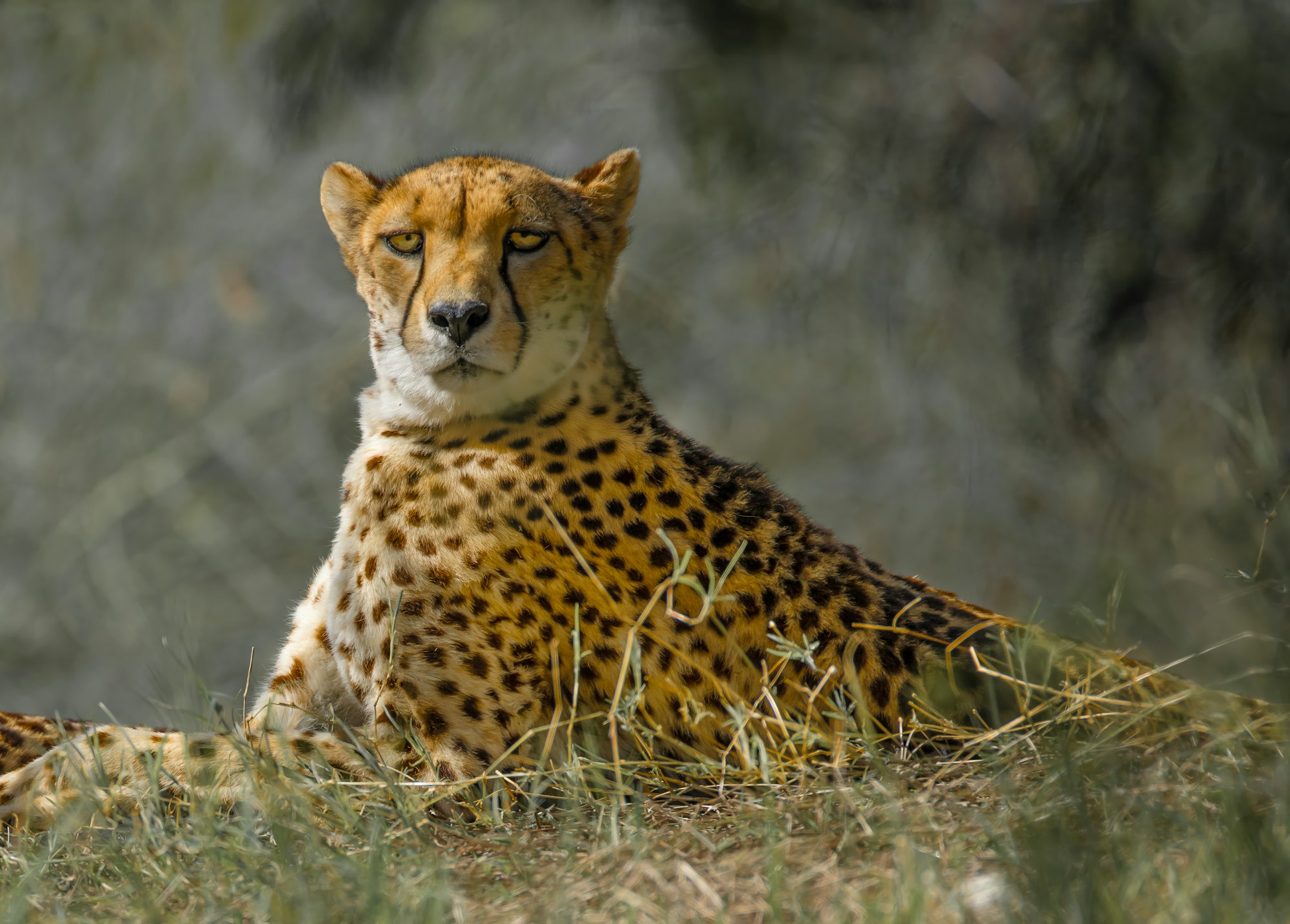 The Animal Olympics at The Living Desert