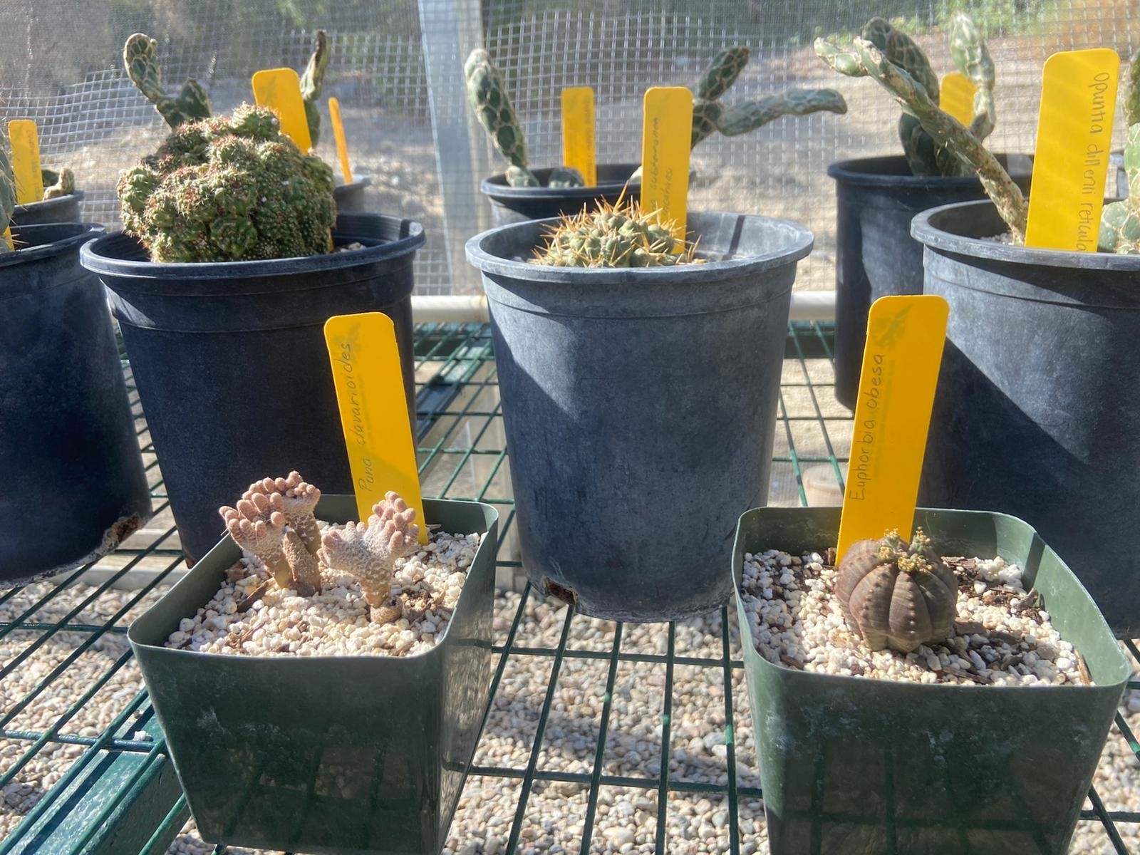 file_plantss