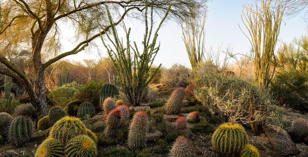 California Officially Recognizes World Desert Day