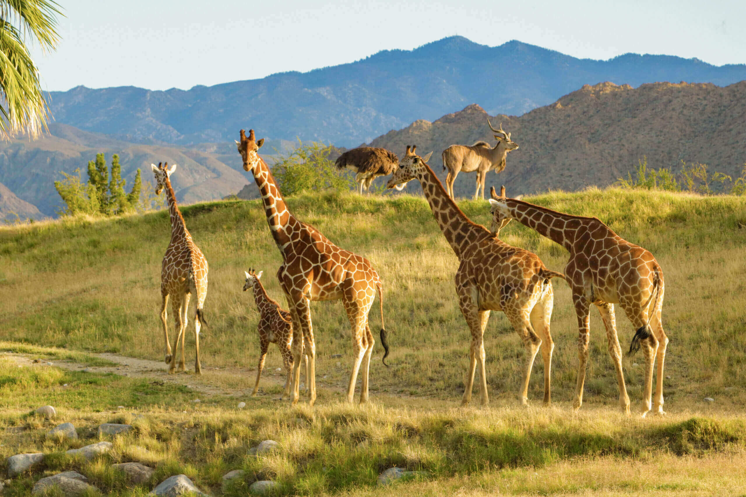 Exploring the Value of Education Impact Evaluation for Giraffe and Elephant Conservation in Tanzania With the Wild Nature Institute