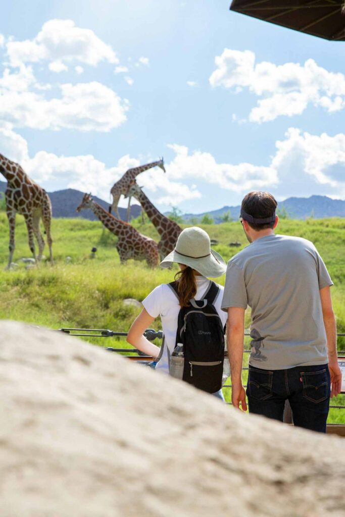 Giraffe Savanna