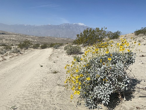 desert
