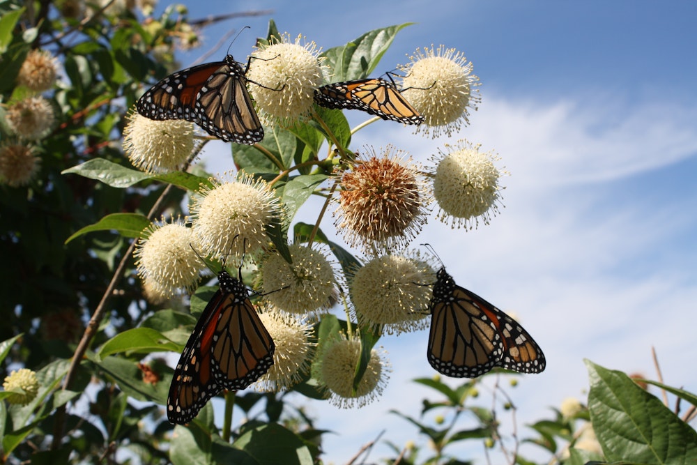 Pollinator Pathway Progress