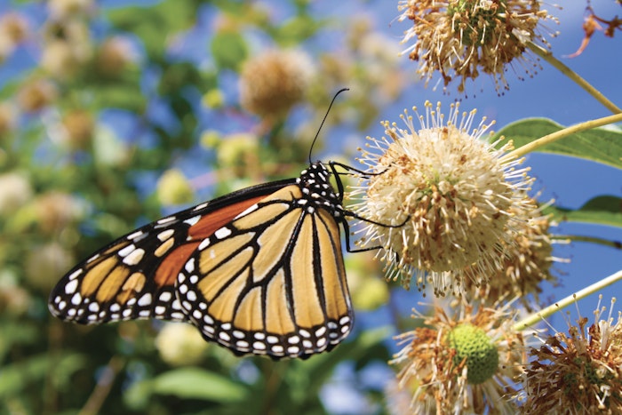 The Monarchs Are on the Move