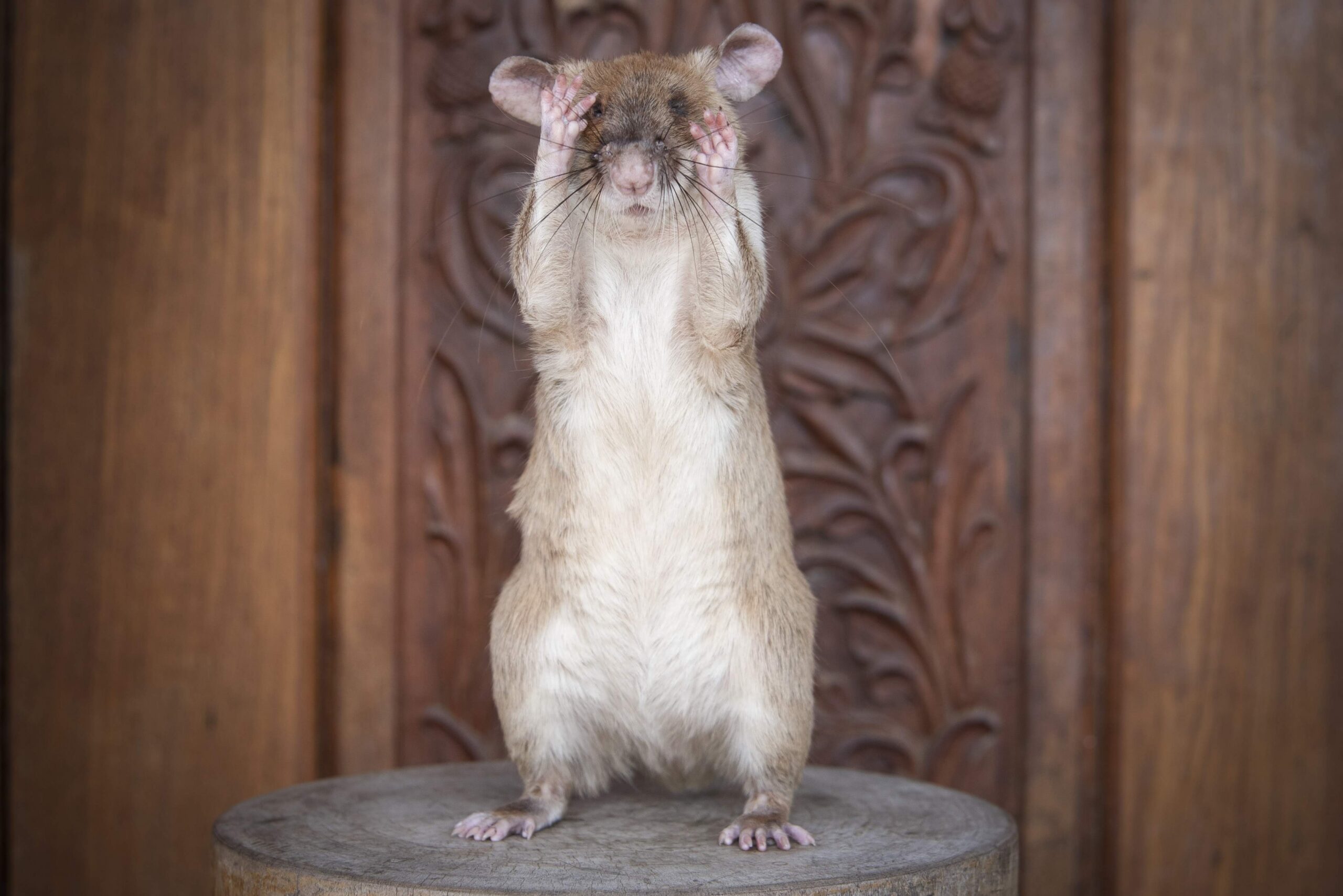 Magawa rat