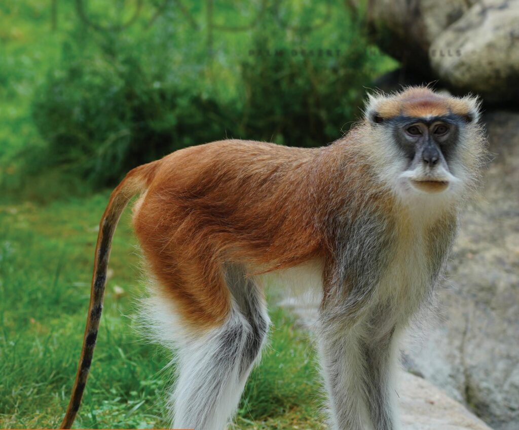 monkey