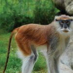 monkey