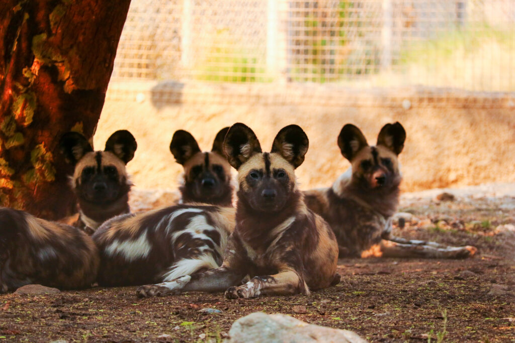 painted-dog