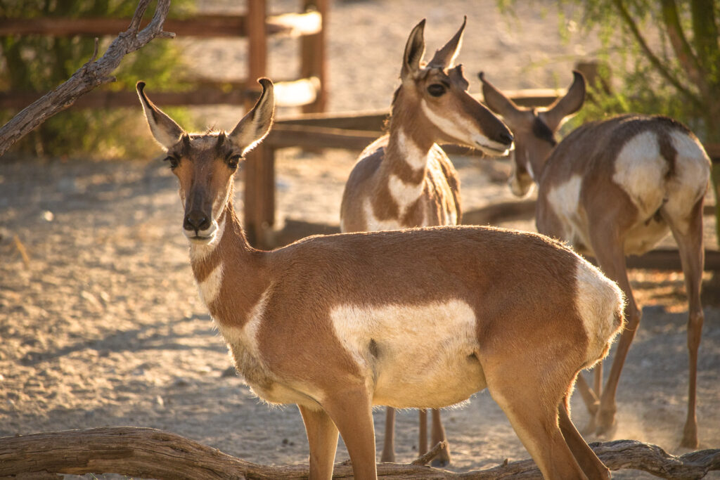 Pronghorn