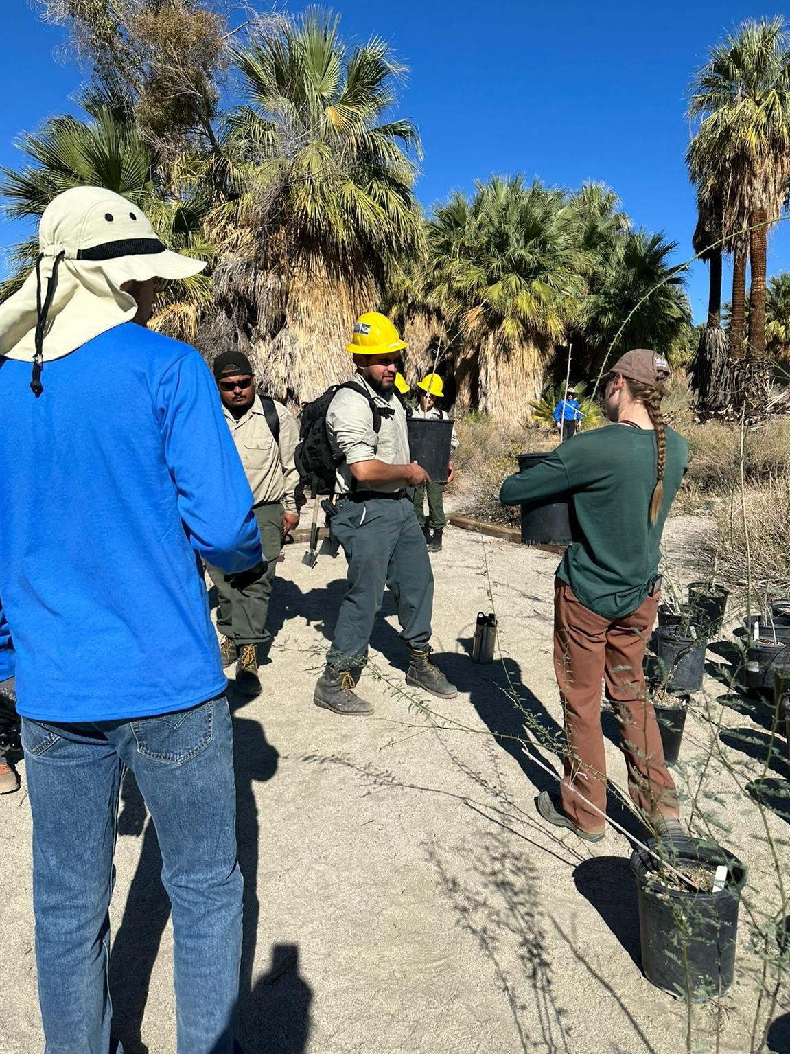 Propagation in the Coachella Valley Preserve