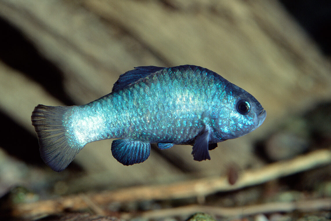 Monday Minute: A Conversation on Desert Pupfish and the Salton Sea