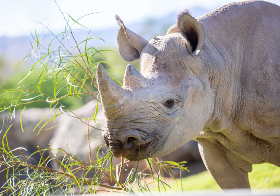 rhino-savanna