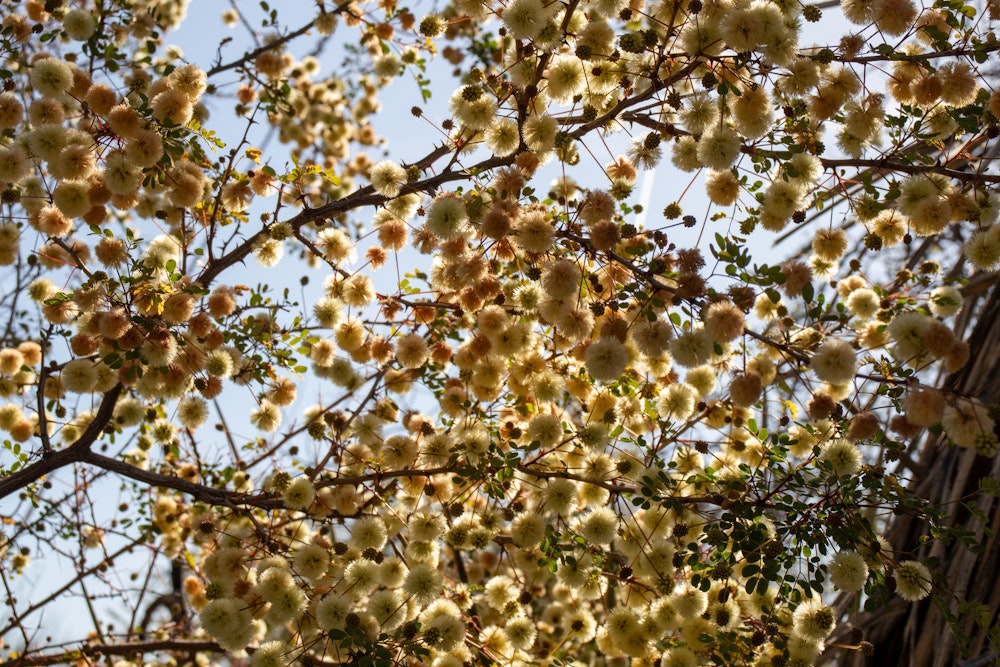 The Living Desert