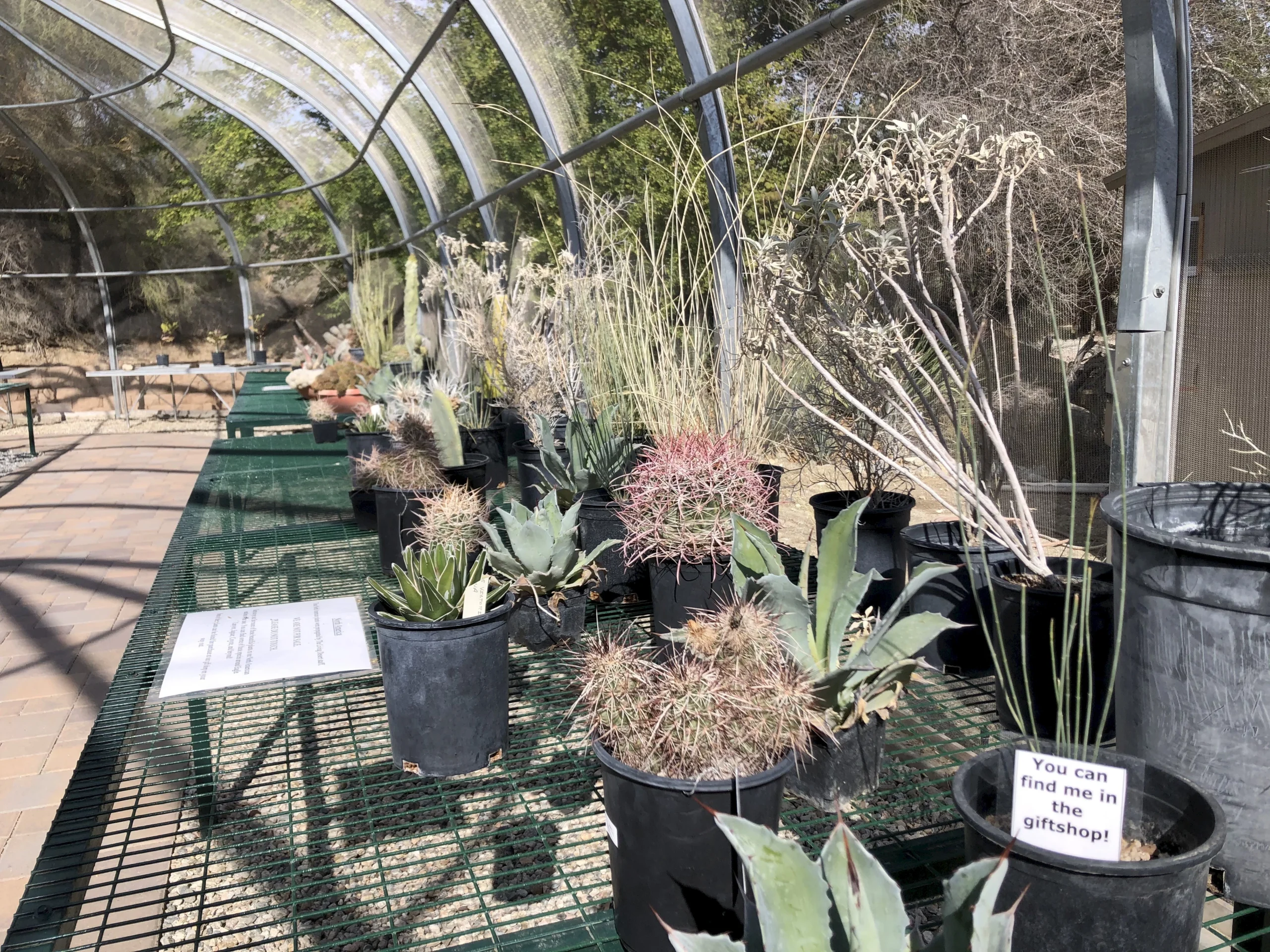 A Step Into Desert Plant Conservation