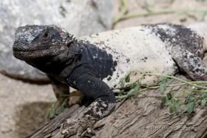 chuckwalla