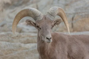 desert bighorn sheep
