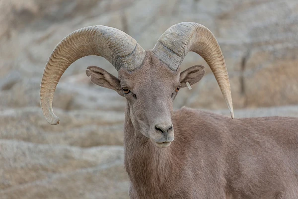 desert bighorn sheep