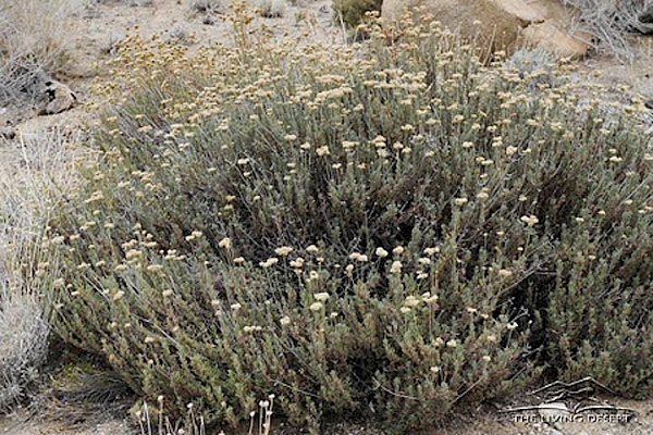 FLATTOP BUCKWHEAT