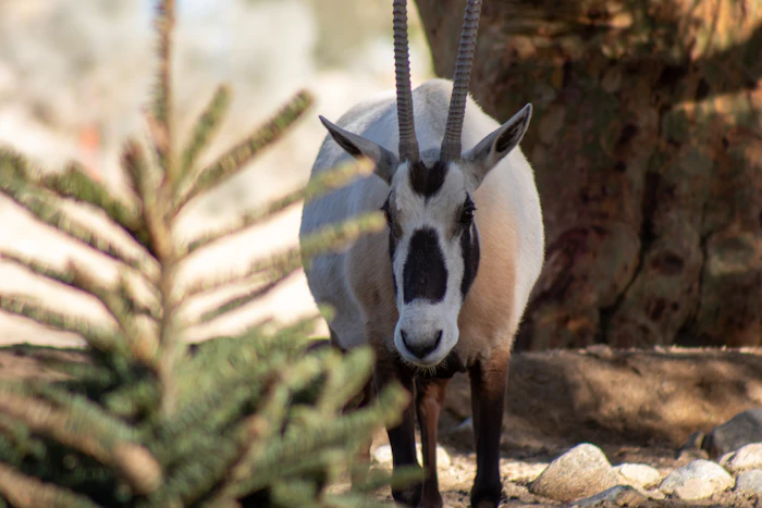 Monday Minute: The Sixth Extinction – Endangered Species Day
