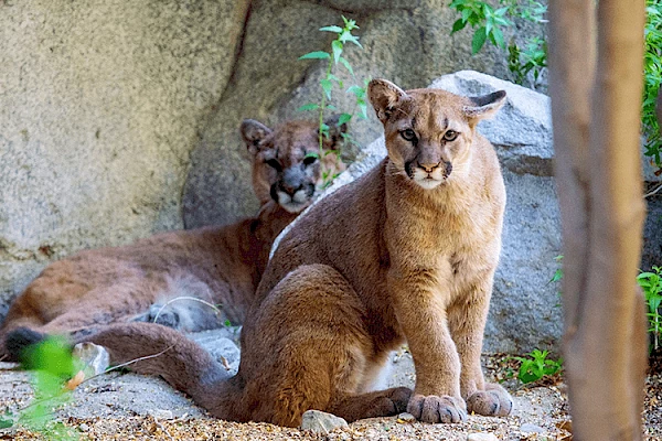 mountain_lion