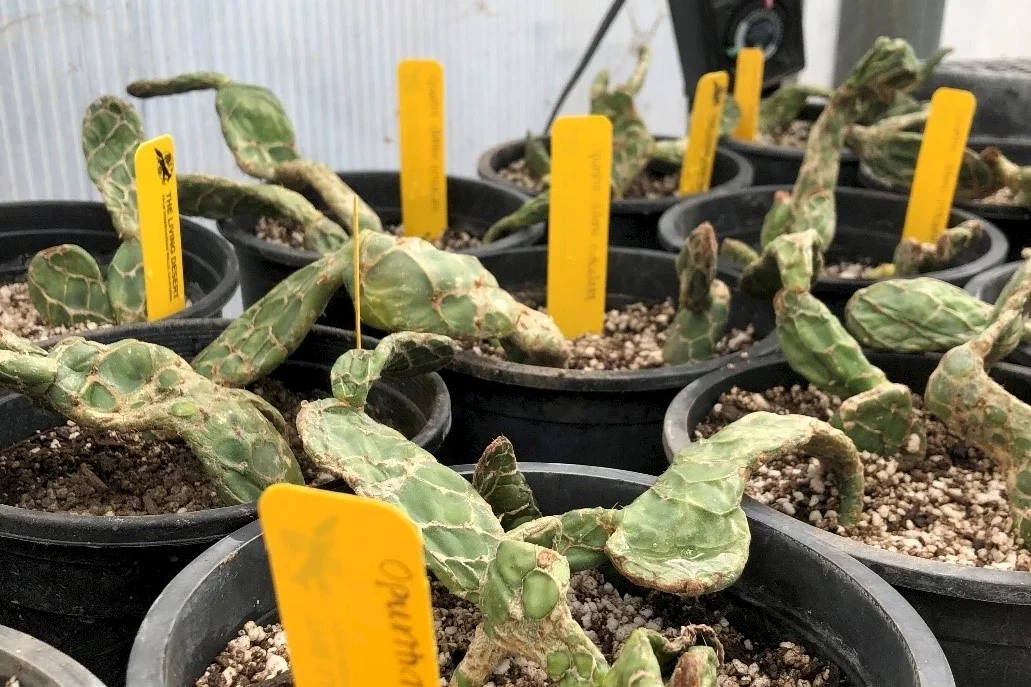 Where Did You Get That Plant? – The Threats of Illegal Plant Poaching