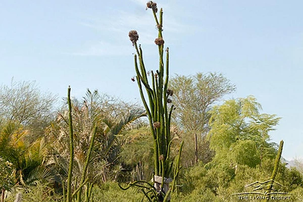 plants african ocotillo