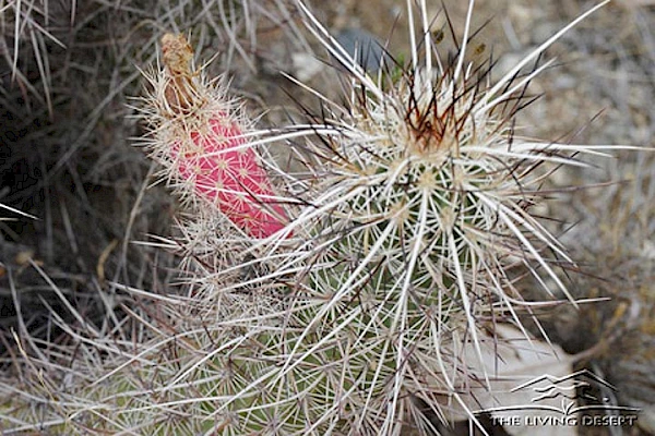 plants calico