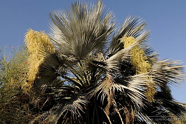 plants-mexican-blue-palm