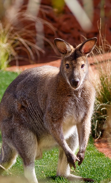 Australian Adventures — walk-through kangaroo exhibit