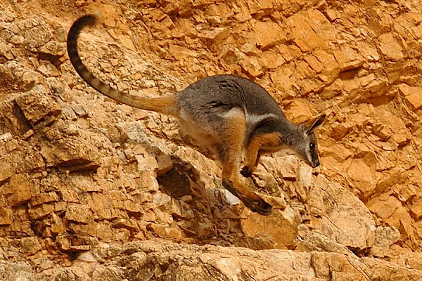 yellow-footed wallaby